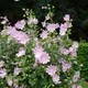 Garden tree-mallow