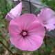 Annual mallow