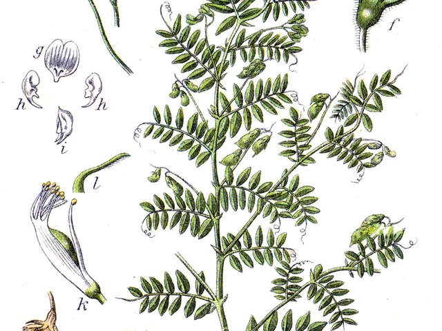 Lentil plant