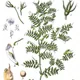 Lentil plant