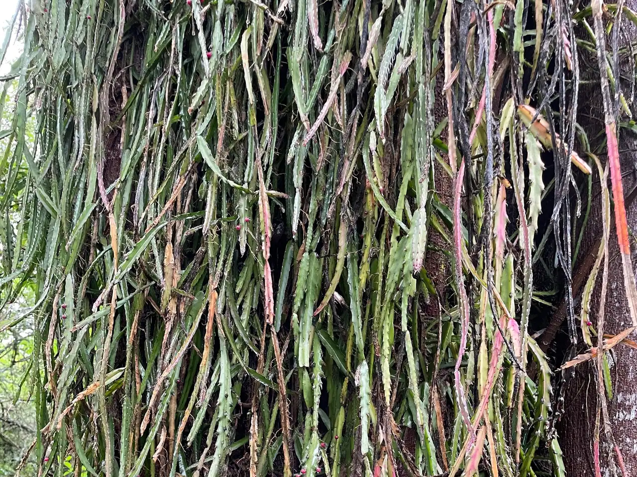 Lepismium cruciforme