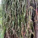 Lepismium cruciforme