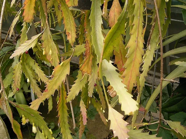 Lepismium houlletianum