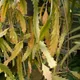 Lepismium houlletianum
