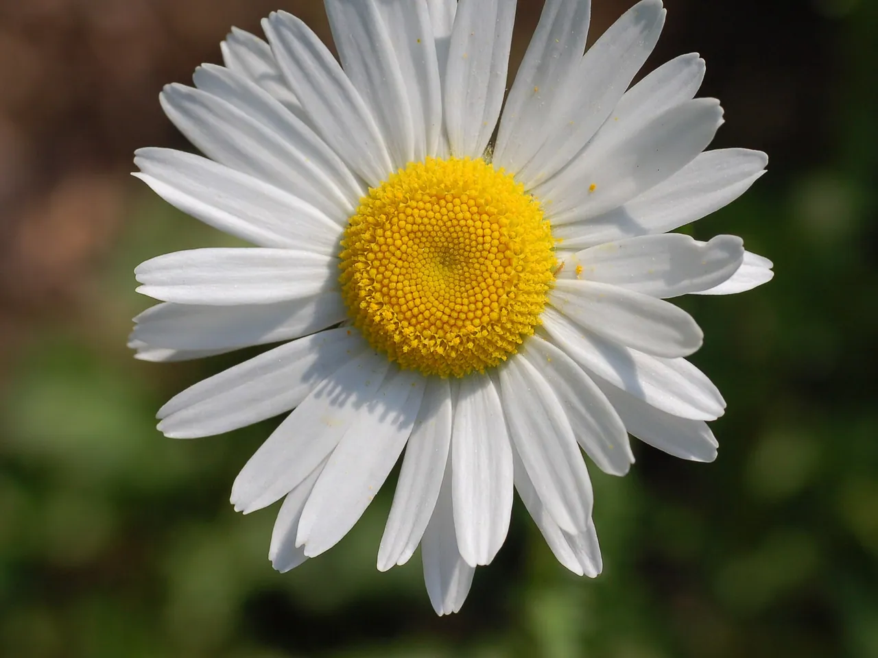 Oxeye daisy