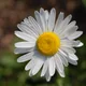 Oxeye daisy