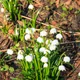 Dewdrop