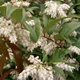 Leucothoe axillaris