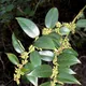 Leucothoe fontanesiana