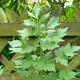Lovage