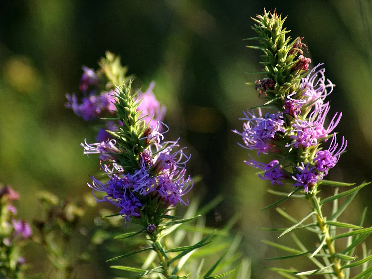 Liatris glandulosa