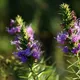 Liatris glandulosa