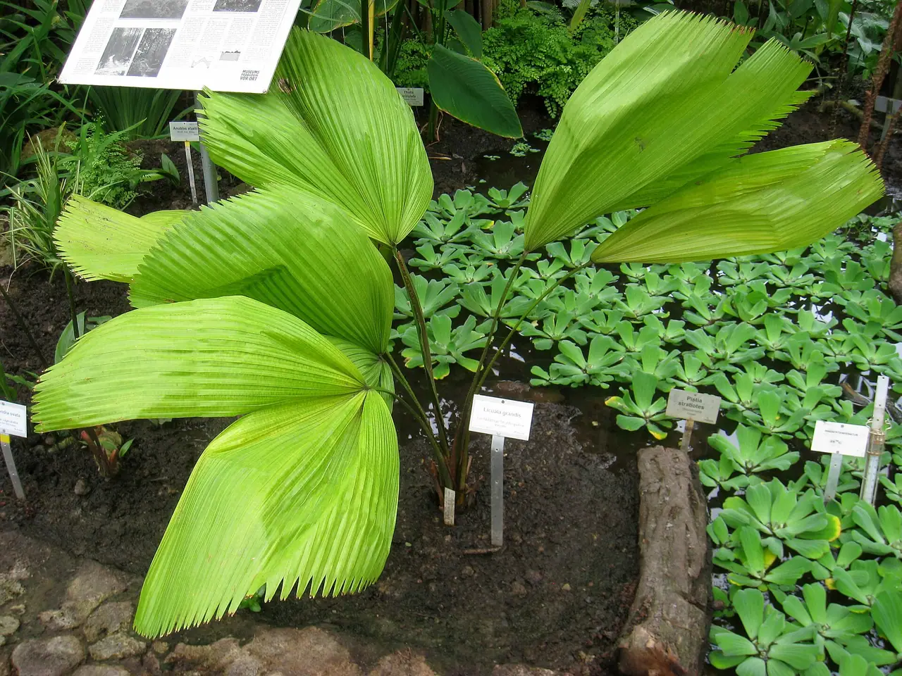 Grosse licuala palm