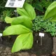 Grosse licuala palm