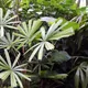 Good Luck Palm