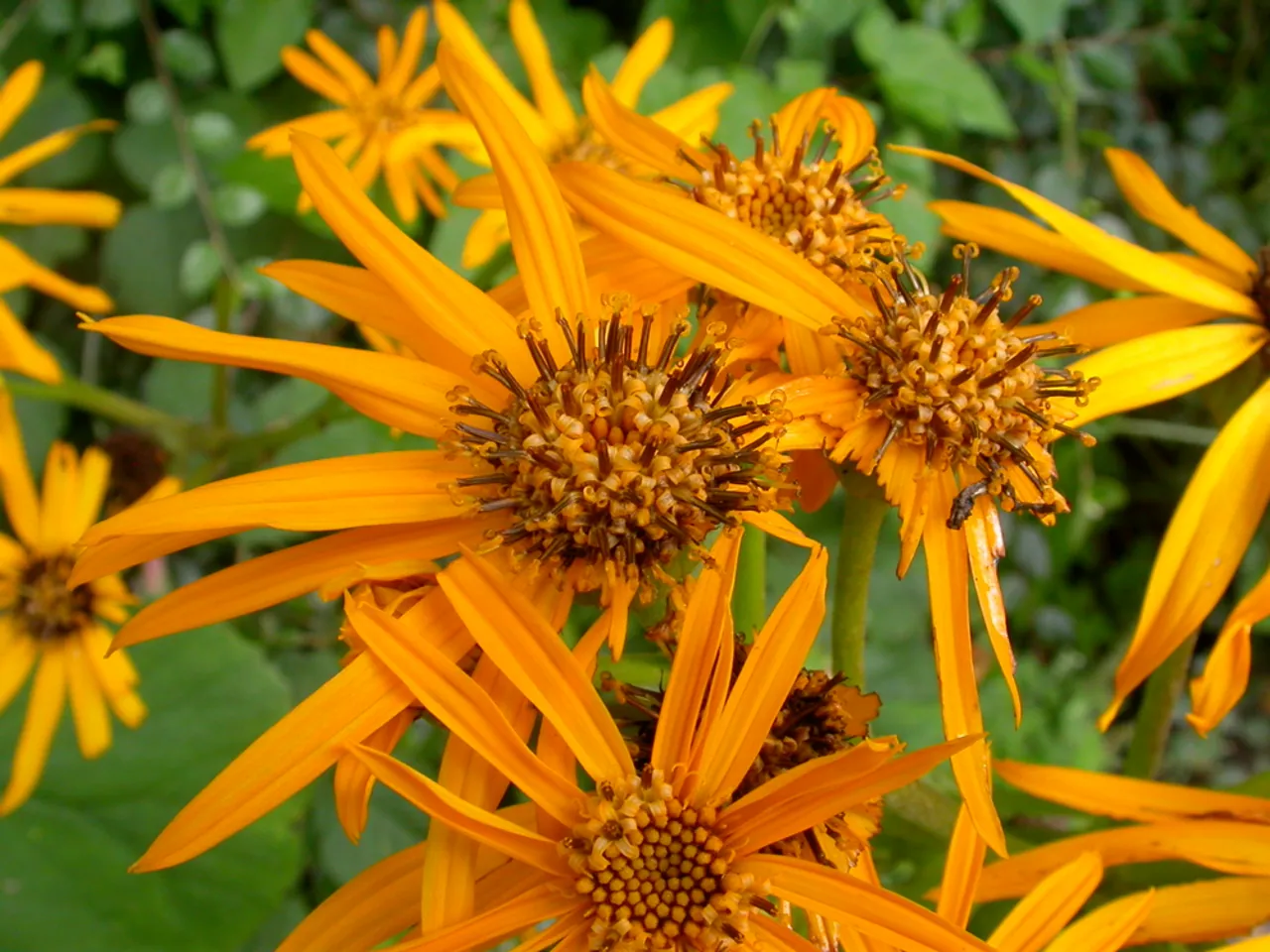 Ligularia dentata