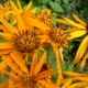 Ligularia dentata