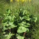 Ligularia sibirica