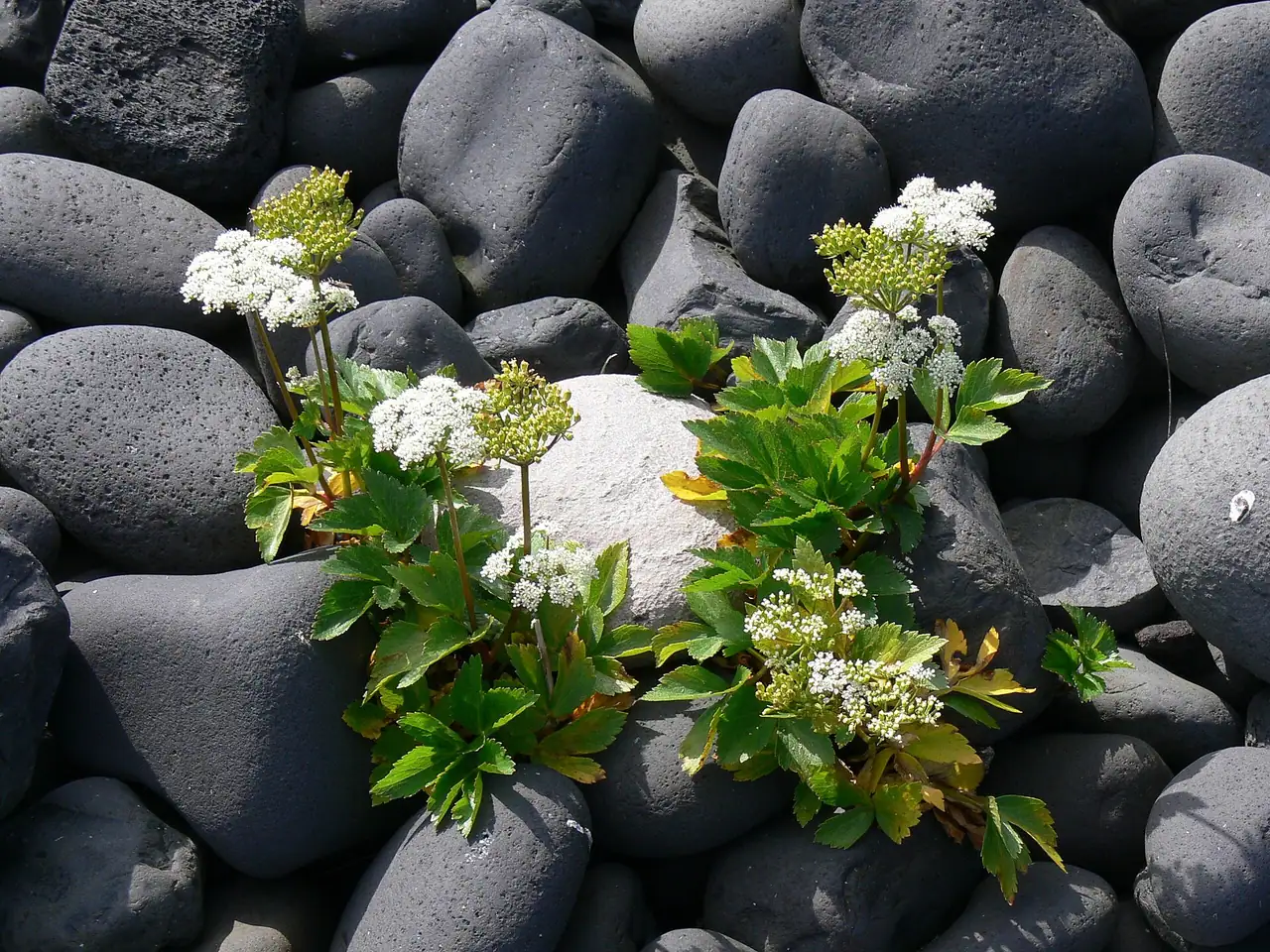 Scots Lovage