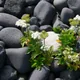 Scots Lovage