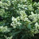 Ligustrum ovalifolium