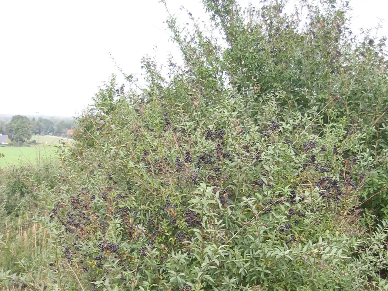 Wild Privet