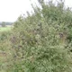 Wild Privet