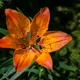 Fire lily