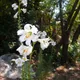 Madonna Lily