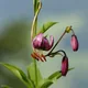 Martagon lily
