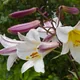 Lilium regale