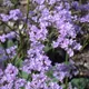 Limonium humile