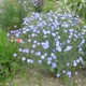 Linum perenne