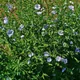 Common flax