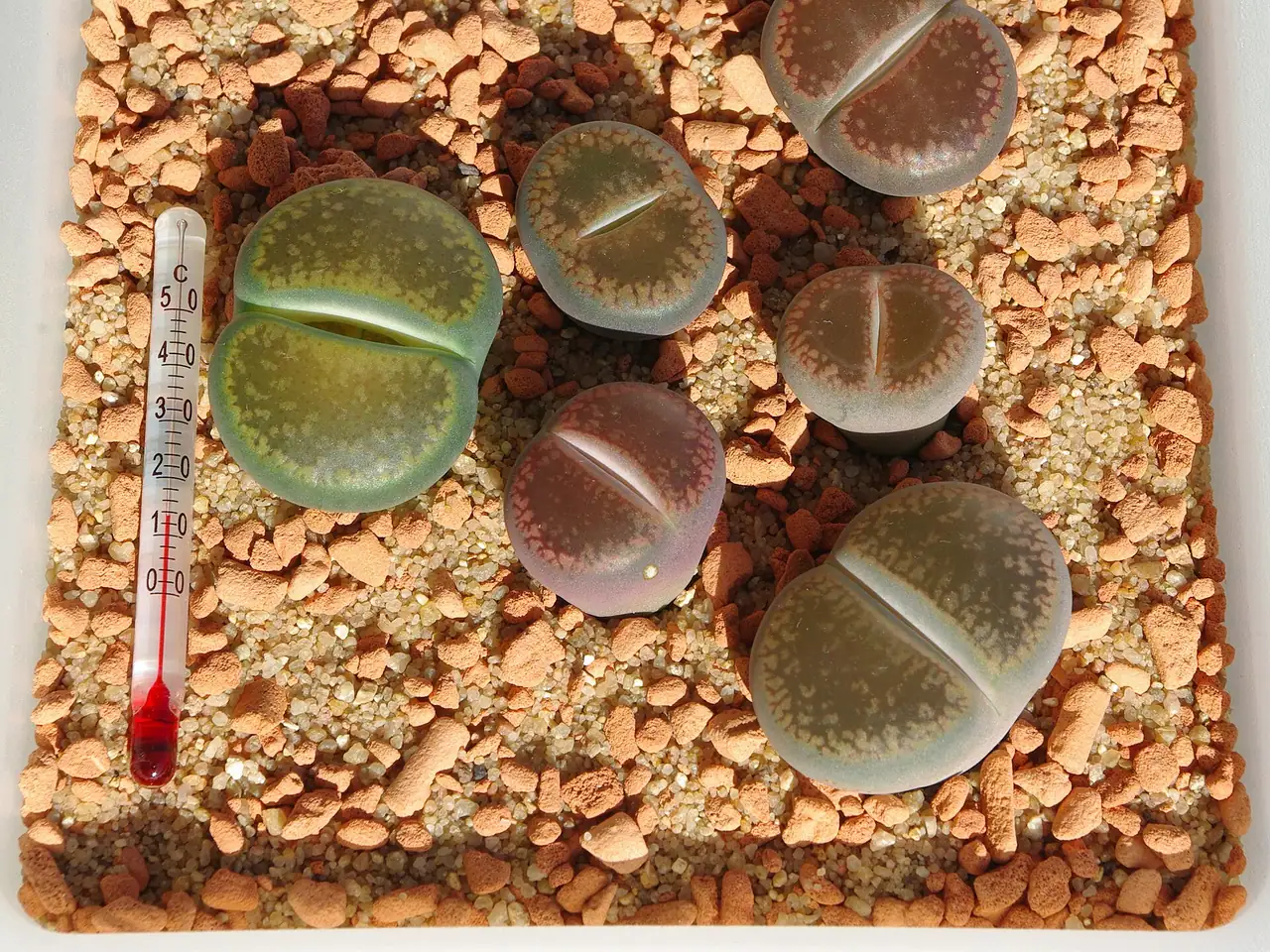 Lithops aucampiae
