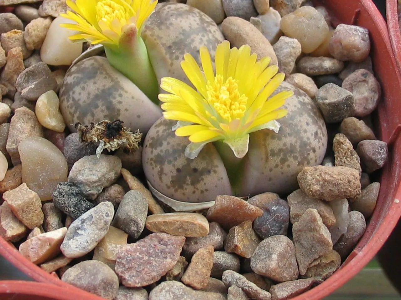 Lithops coleorum