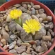 Lithops coleorum