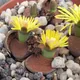 Lithops lesliei