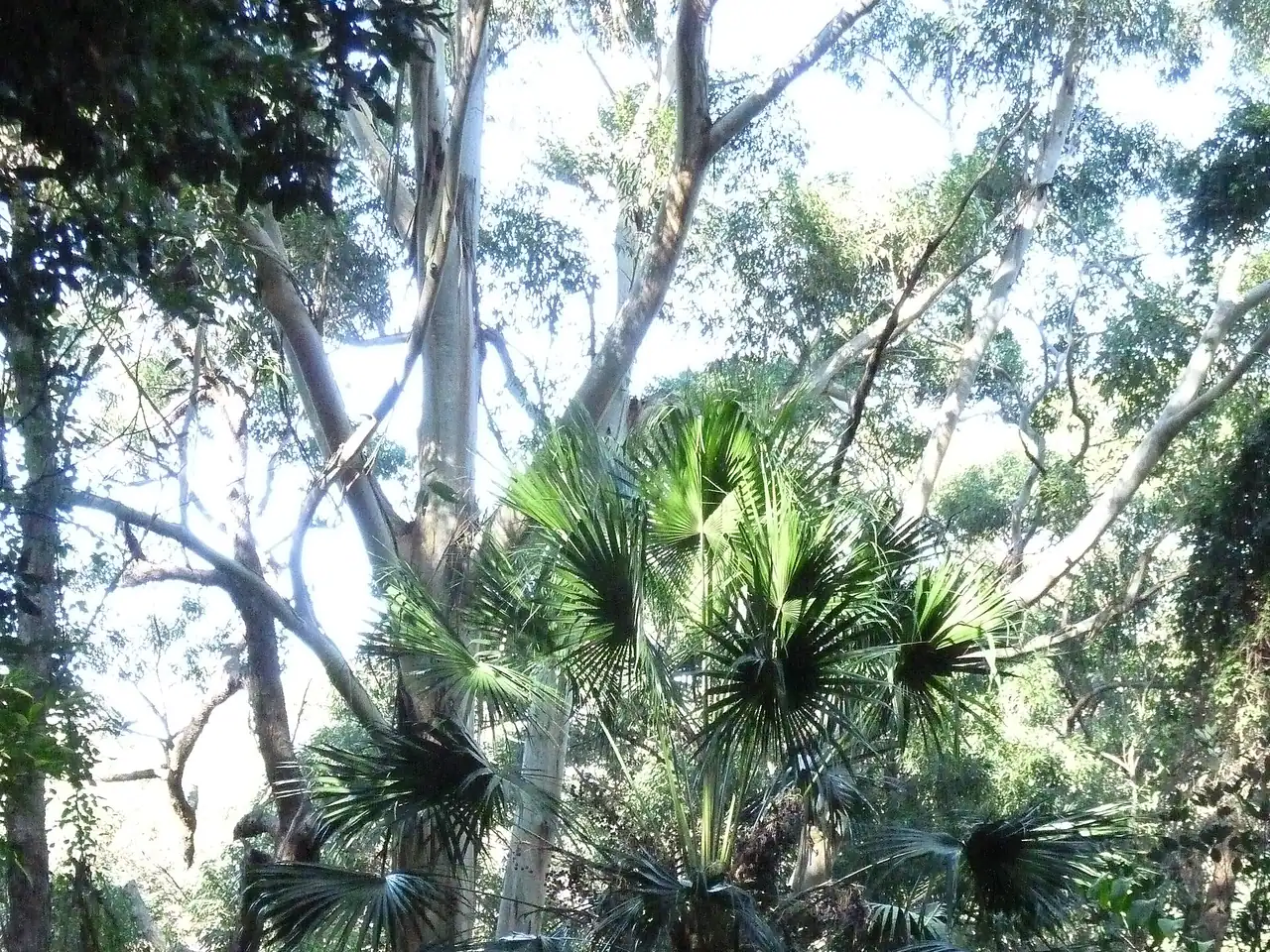 Australian cabbage palm