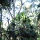 Australian cabbage palm
