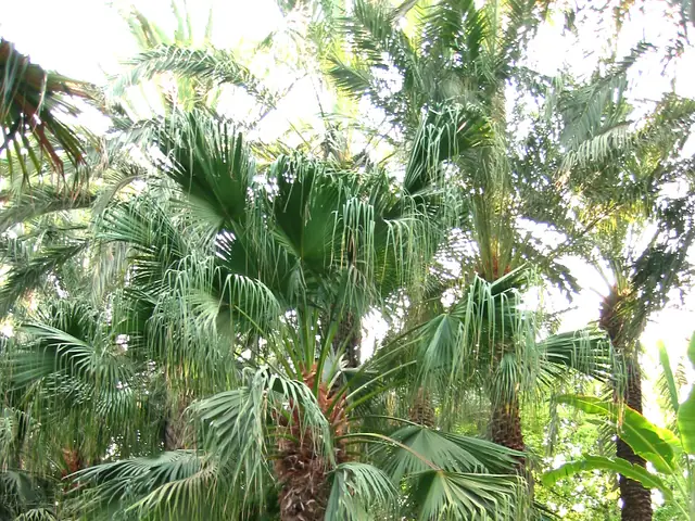 Chinese fan palm