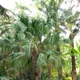 Chinese fan palm