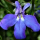 Edging lobelia