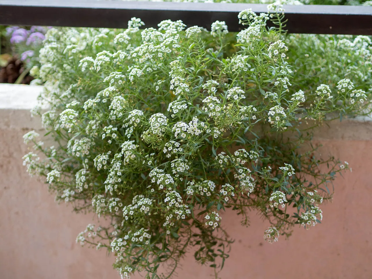 Lobularia maritima
