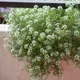 Lobularia maritima