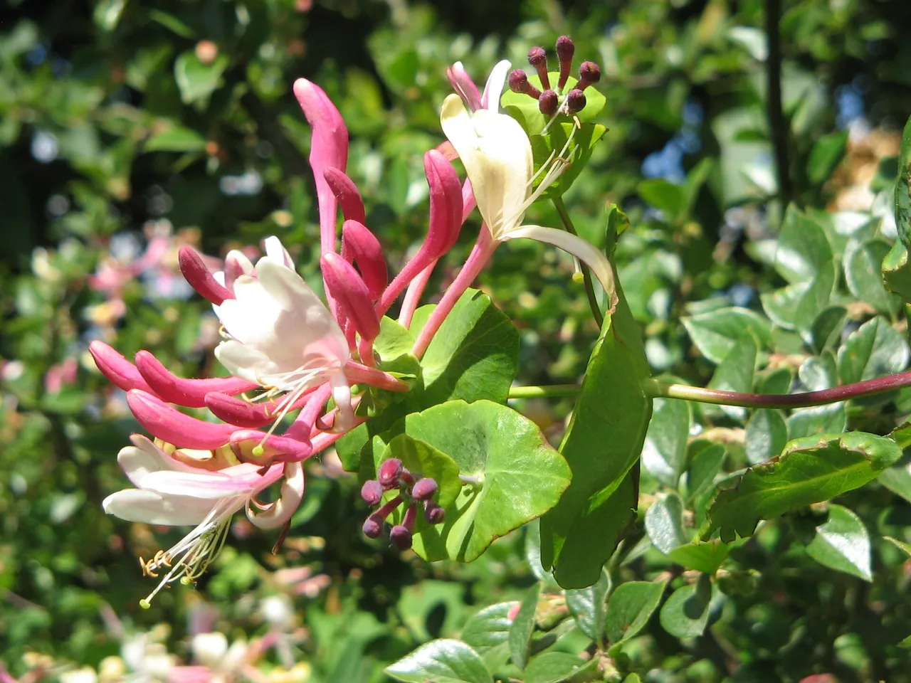 Blue-berried honeysuckle