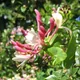 Blue-berried honeysuckle