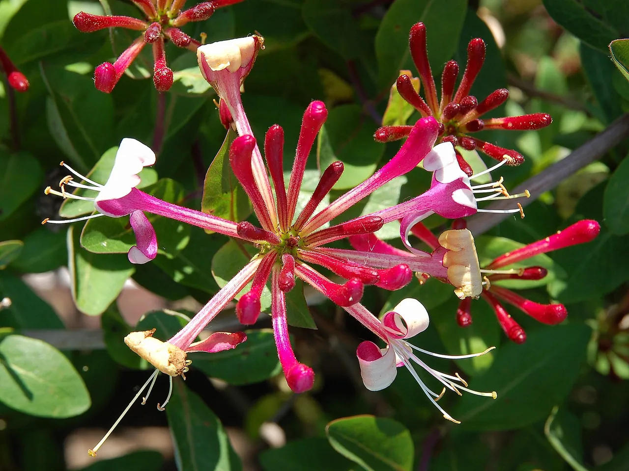 Honeysuckle