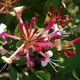 Honeysuckle