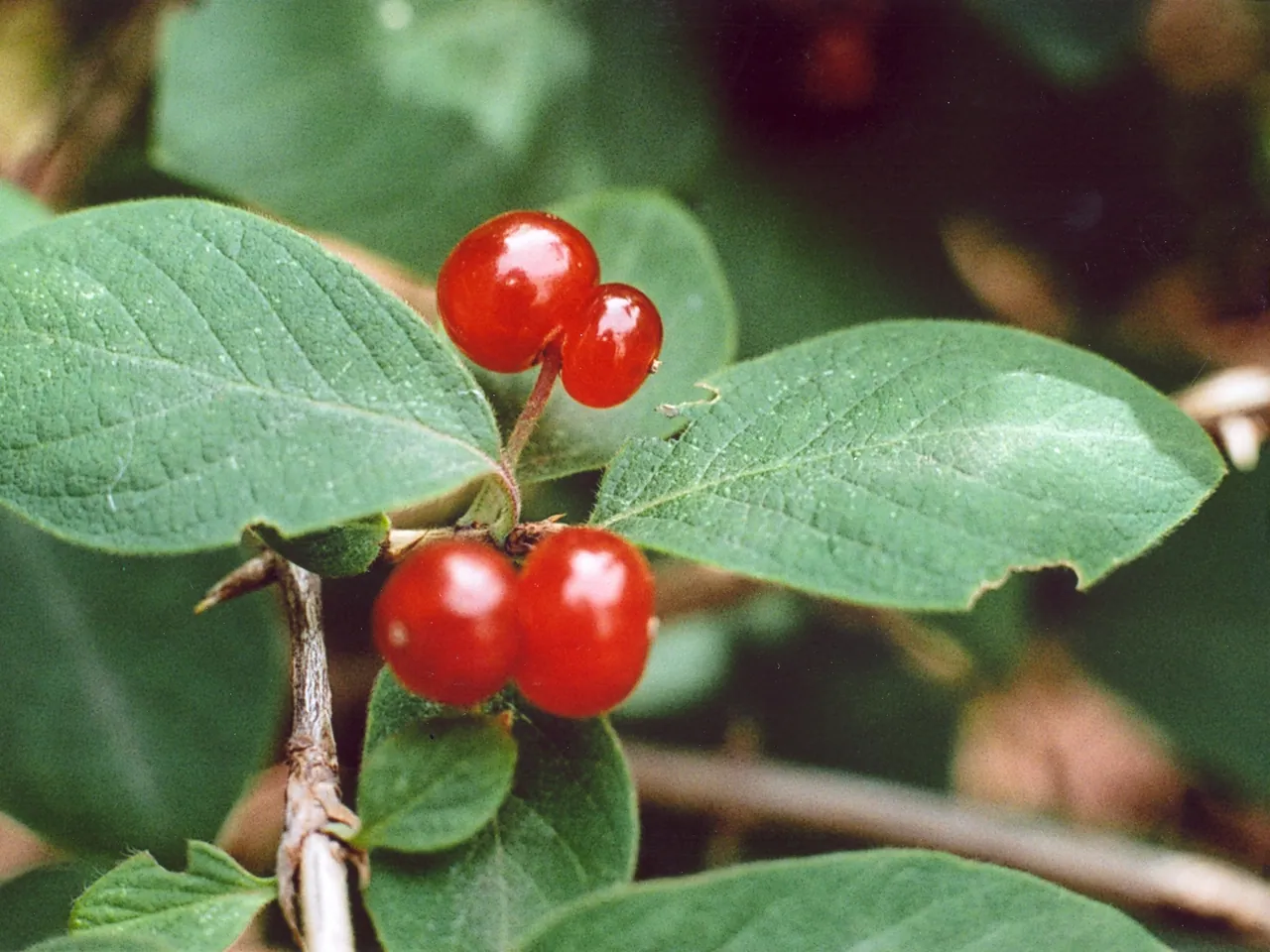 Lonicera xylosteum
